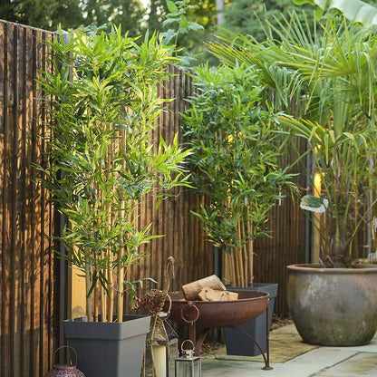 High quality real touch bamboo plants.